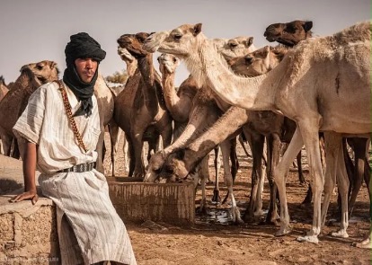 1.3 مليار أوقية.. اختلالات في قطاع التنمية الحيوانية