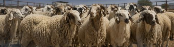 السعودية تفتح سوقها أمام المواشي الموريتانية بعد تقييم بيطري